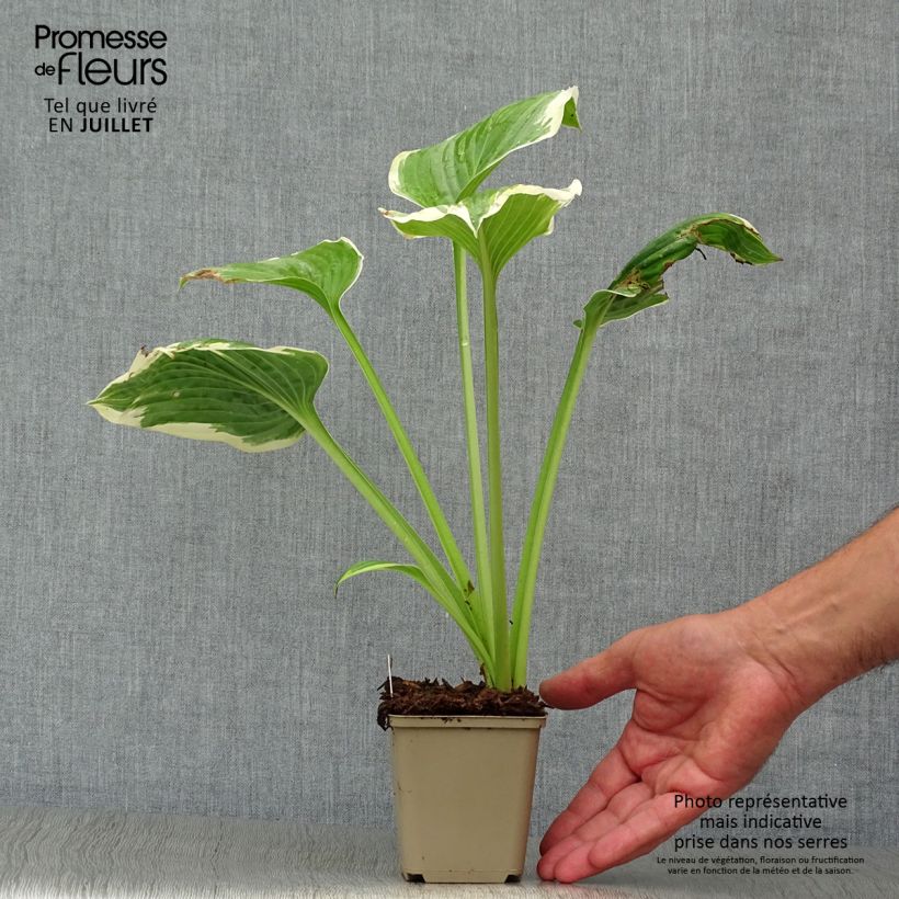 Amostra de Hosta Robert Frost Vaso de 8/9 cm tal como entregue no verão
