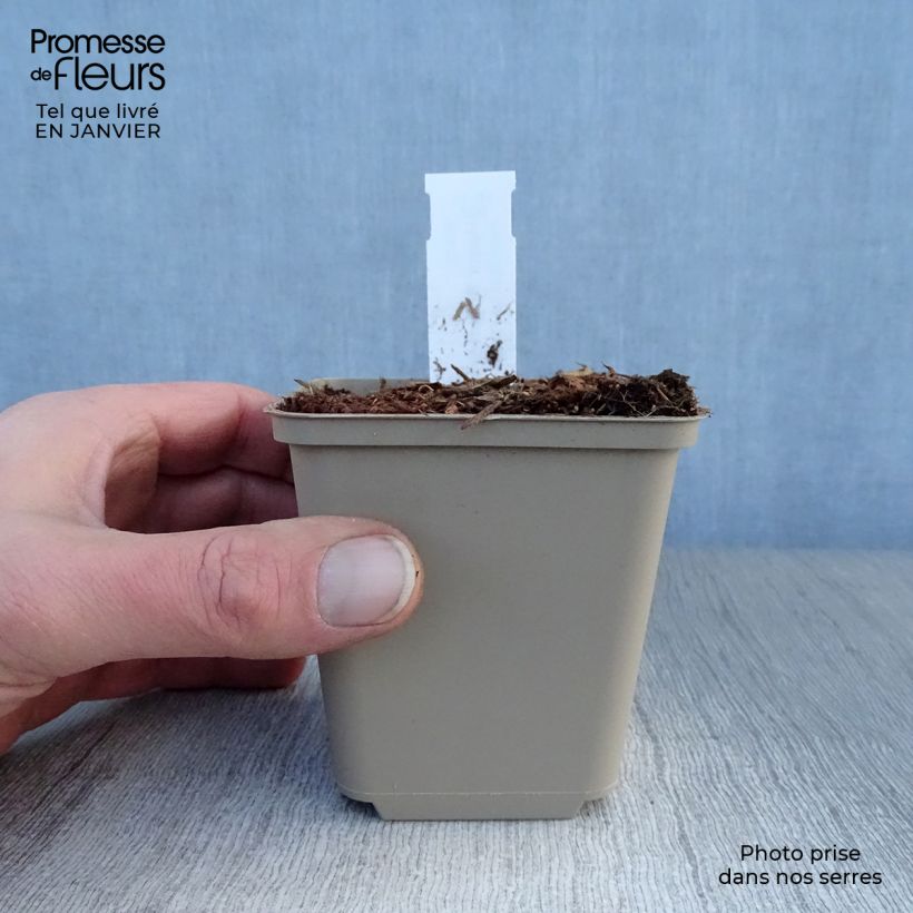 Amostra de Hosta Robert Frost Vaso de 8/9 cm tal como entregue no inverno