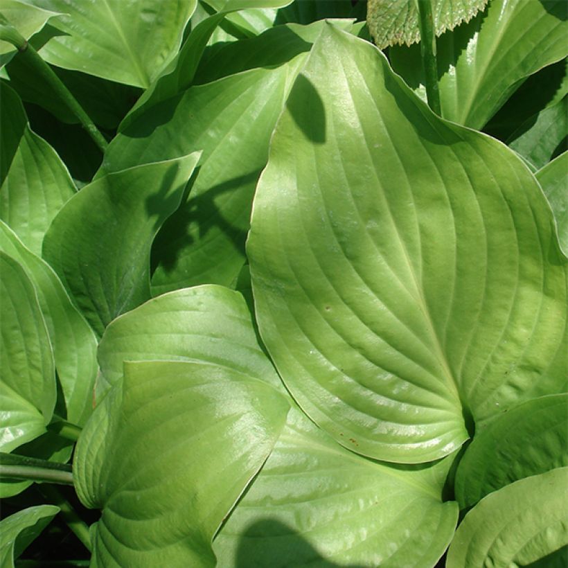 Hosta Royal Standard (Folhagem)