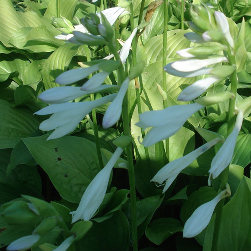 Hosta Royal Standard (Floração)