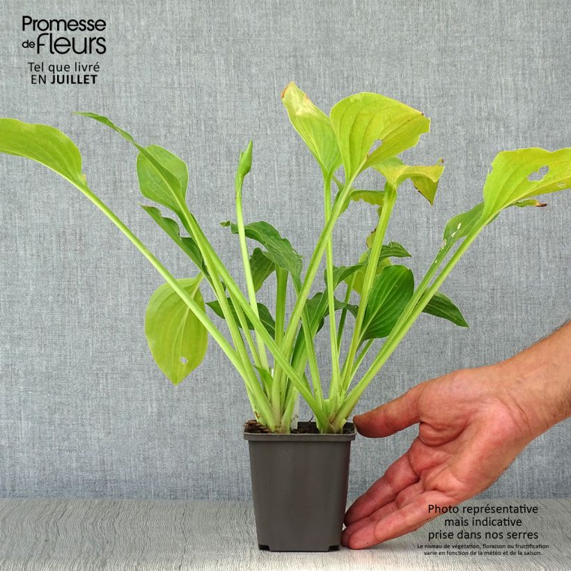 Amostra de Hosta Royal Standard Vaso de 8/9 cm tal como entregue no verão