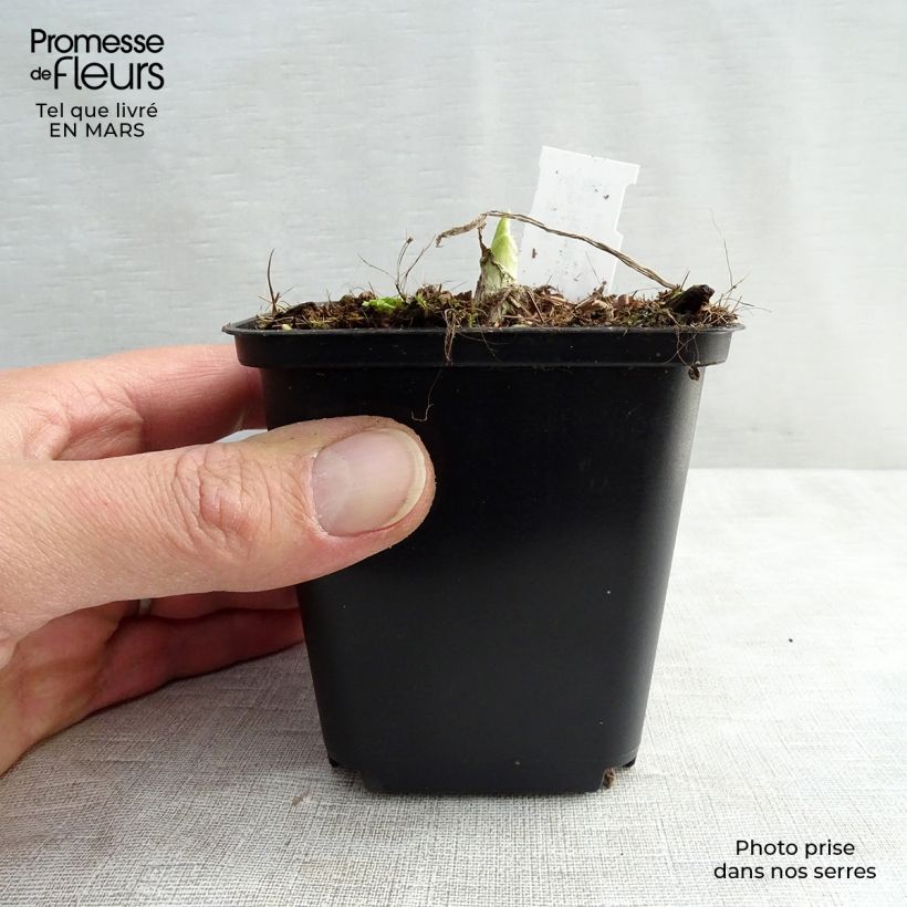 Amostra de Hosta Royal Standard Vaso de 8/9 cm tal como entregue na primavera