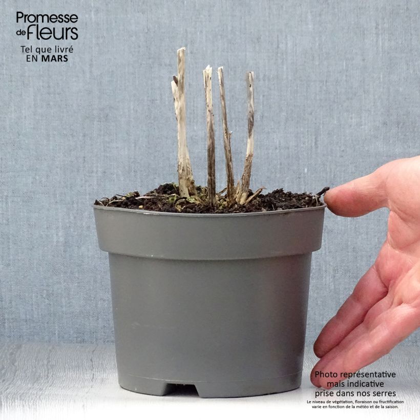 Amostra de Hosta Royal Standard Vaso de 2 L/3 L tal como entregue na primavera