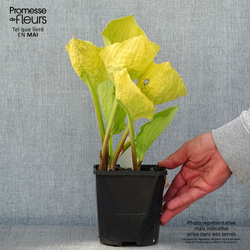 Amostra de Hosta Ruffed Up - Funkia Vaso de 1,5 L/2 L tal como entregue na primavera