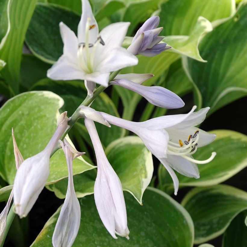 Hosta fluctuans Sagae (Floração)