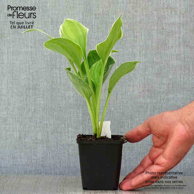 Amostra de Hosta fluctuans Sagae Vaso de 8/9 cm tal como entregue no verão