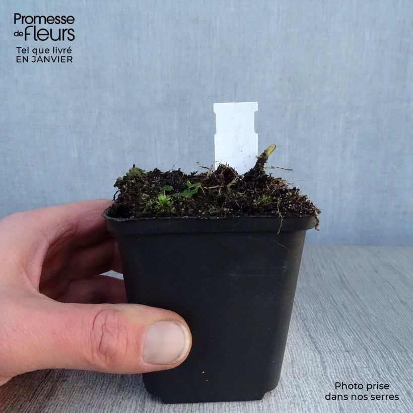 Amostra de Hosta fluctuans Sagae Vaso de 8/9 cm tal como entregue no inverno