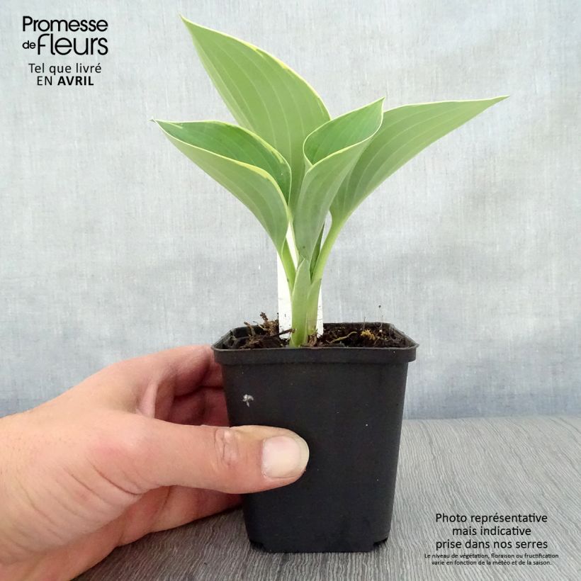 Amostra de Hosta fluctuans Sagae Vaso de 8/9 cm tal como entregue na primavera