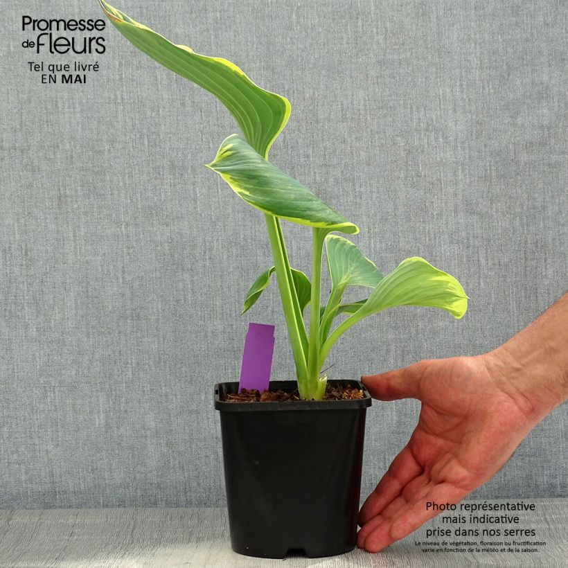 Amostra de Hosta fluctuans Sagae Vaso de 1,5 L/2 L tal como entregue na primavera