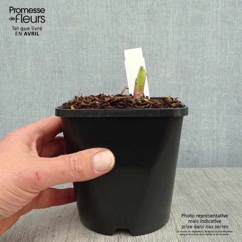 Amostra de Hosta Saint Elmo's Fire - Funkia Vaso de 1,5 L/2 L tal como entregue na primavera