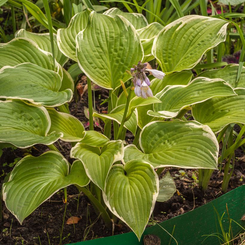 Hosta Saint Elmo's Fire - Funkia (Hábito)
