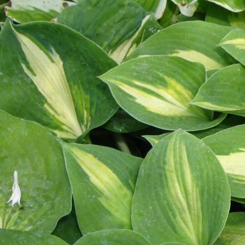 Hosta Saint Paul (Folhagem)