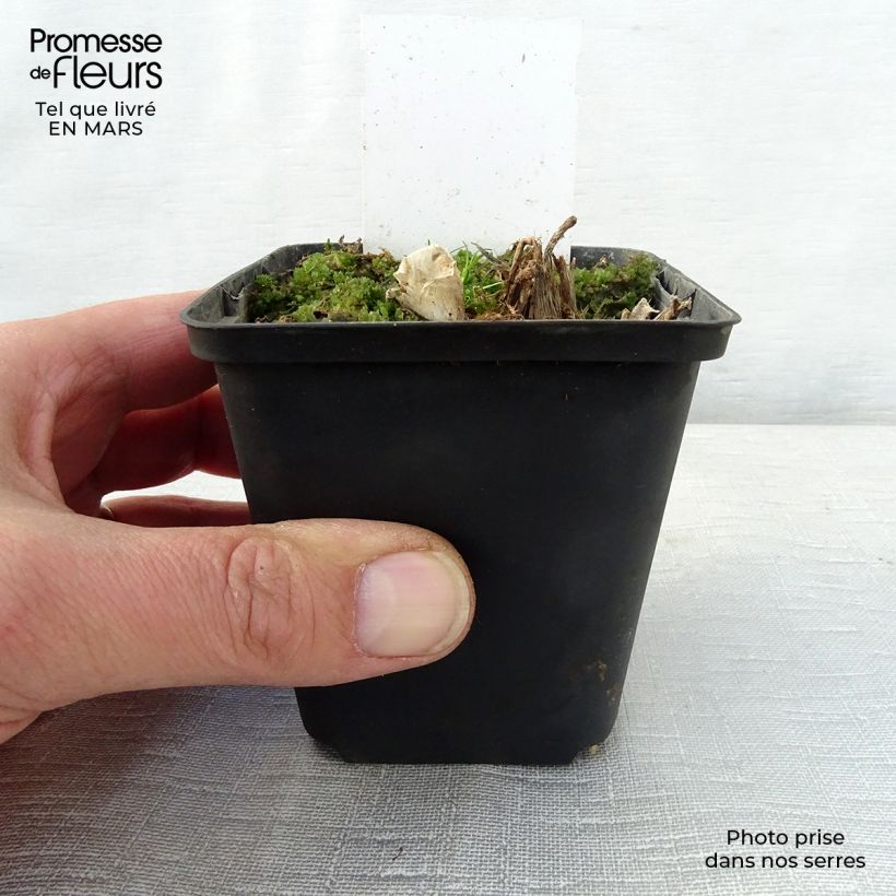 Amostra de Hosta Saint Paul Godet de 8/9 cm tal como entregue na primavera