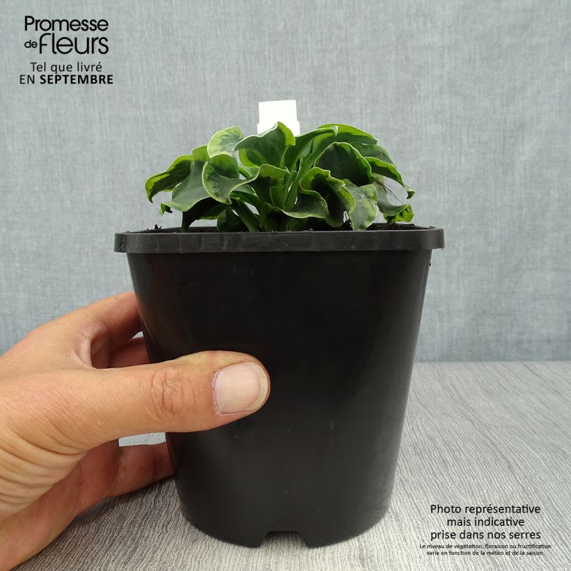 Amostra de Hosta School Mouse Vaso de 1,5 L/2 L tal como entregue no outono