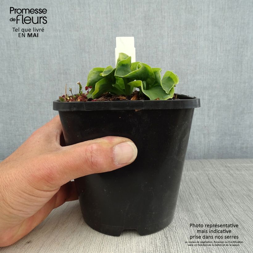 Amostra de Hosta School Mouse Vaso de 1,5 L/2 L tal como entregue na primavera