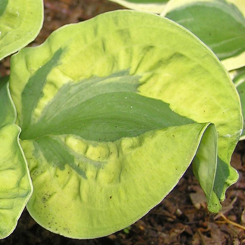 Hosta School Mouse (Folhagem)