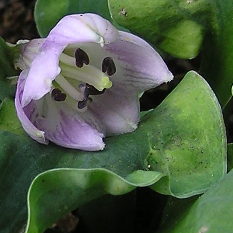 Hosta School Mouse (Floração)