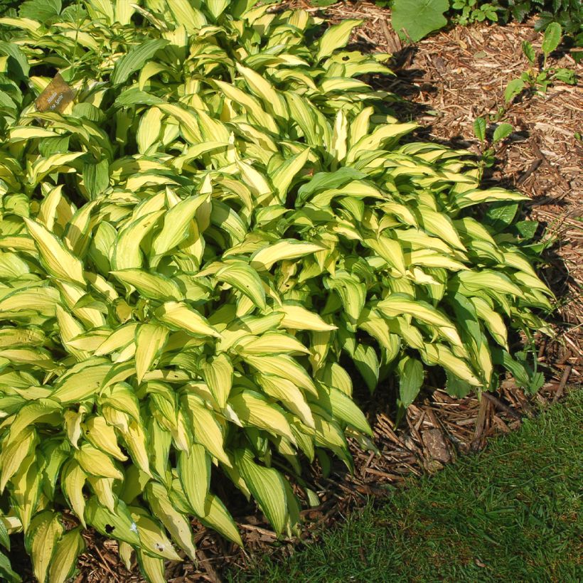 Hosta Sea Sprite (Hábito)