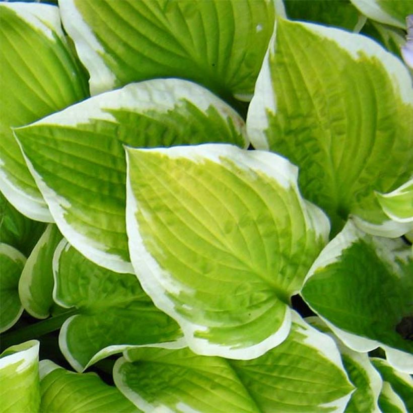 Hosta Shade Fanfare (Folhagem)