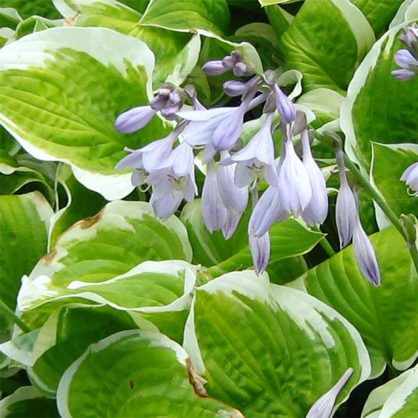Hosta Shade Fanfare (Floração)