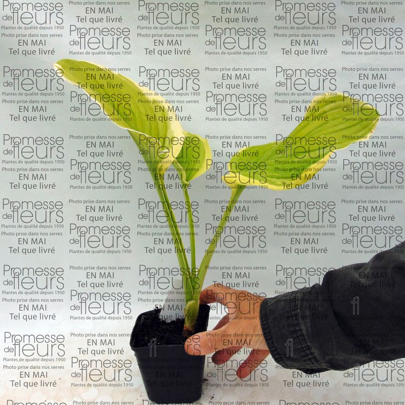 Exemplo de amostra de Hosta Shade Fanfare Vaso de 8/9 cm tal como entregue