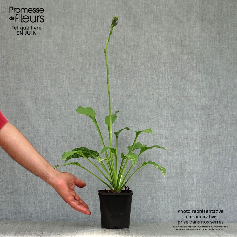 Amostra de Hosta Siberian Tiger - Funkia Vaso de 1,5 L/2 L tal como entregue no verão