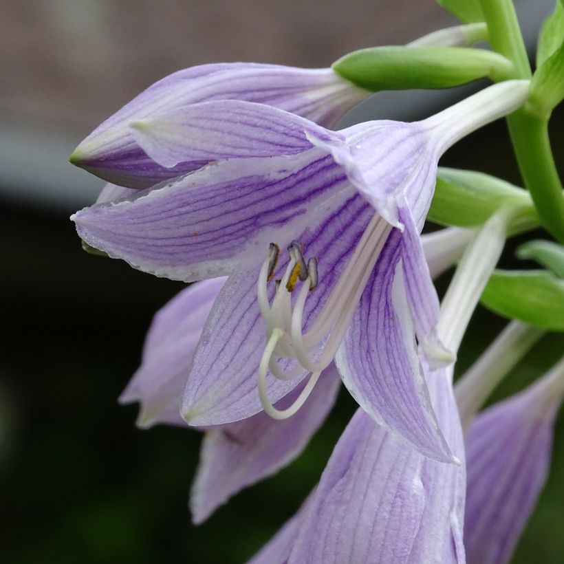 Hosta Siberian Tiger - Funkia (Floração)