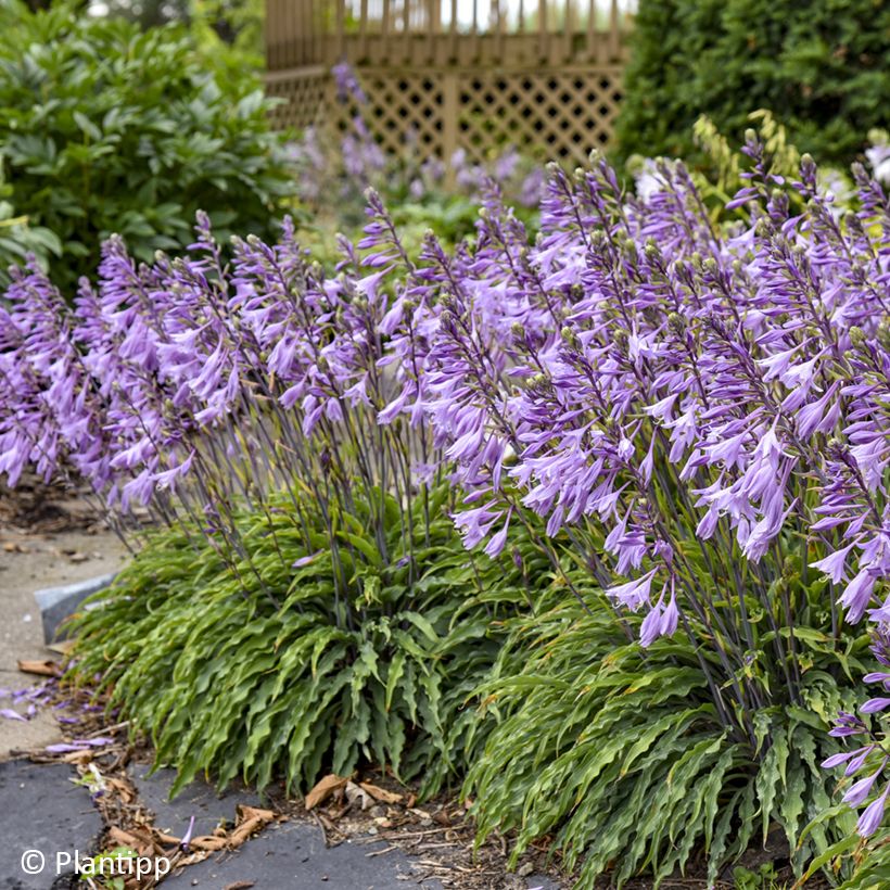 Hosta Silly String (Floração)