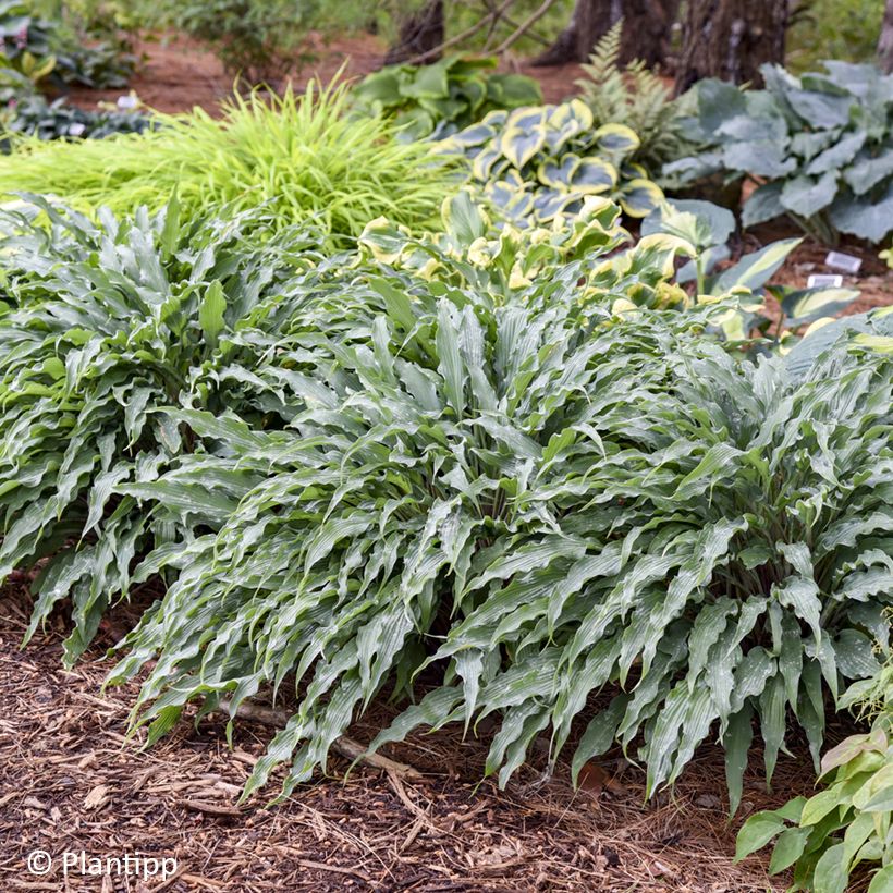 Hosta Silly String (Hábito)