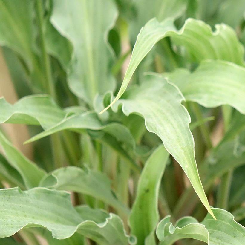 Hosta Silly String (Folhagem)