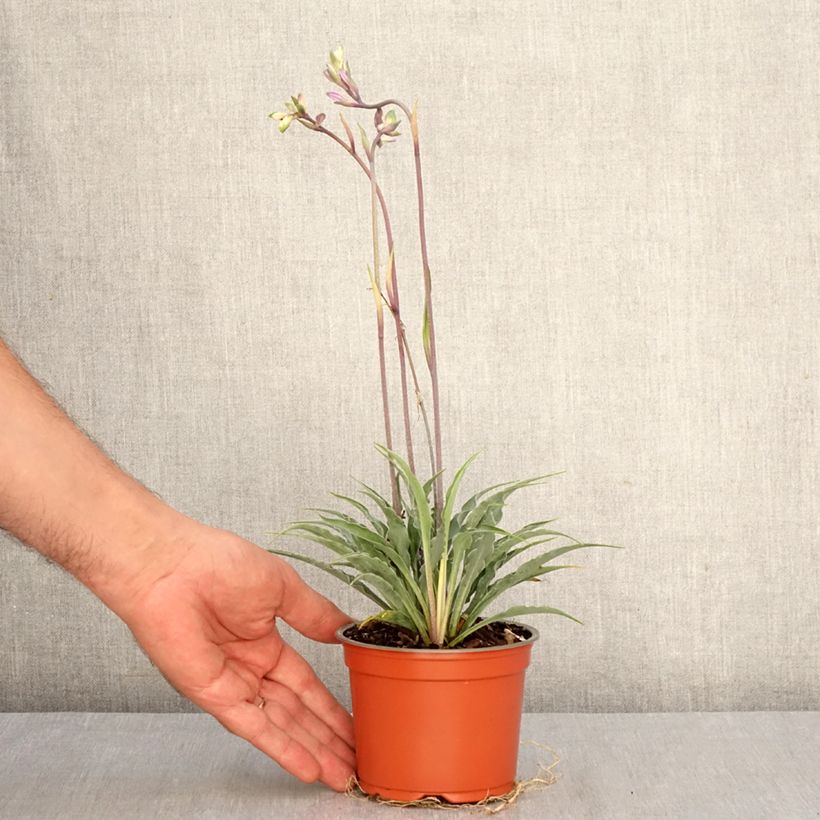 Amostra de Hosta Silly String Vaso de 12 cm/13 cm tal como entregue no outono