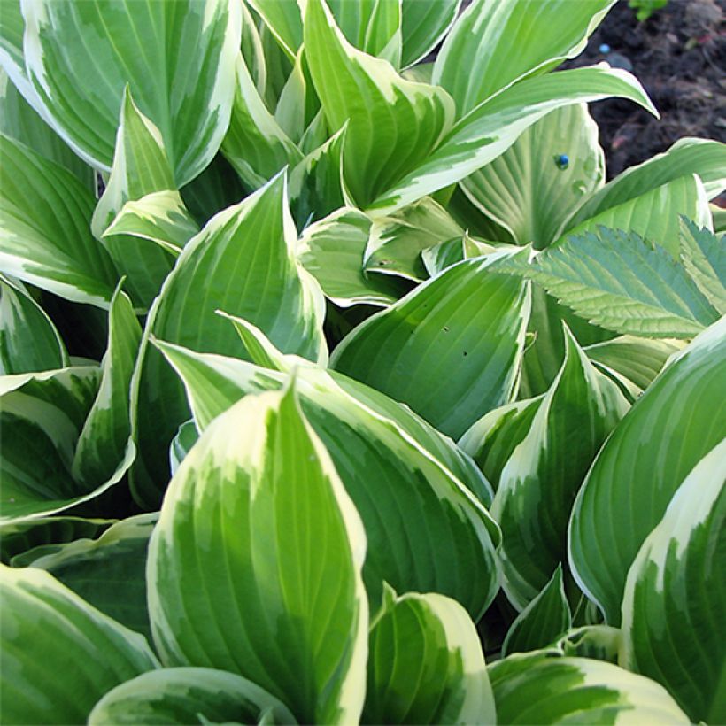 Hosta Silver Crown (Folhagem)