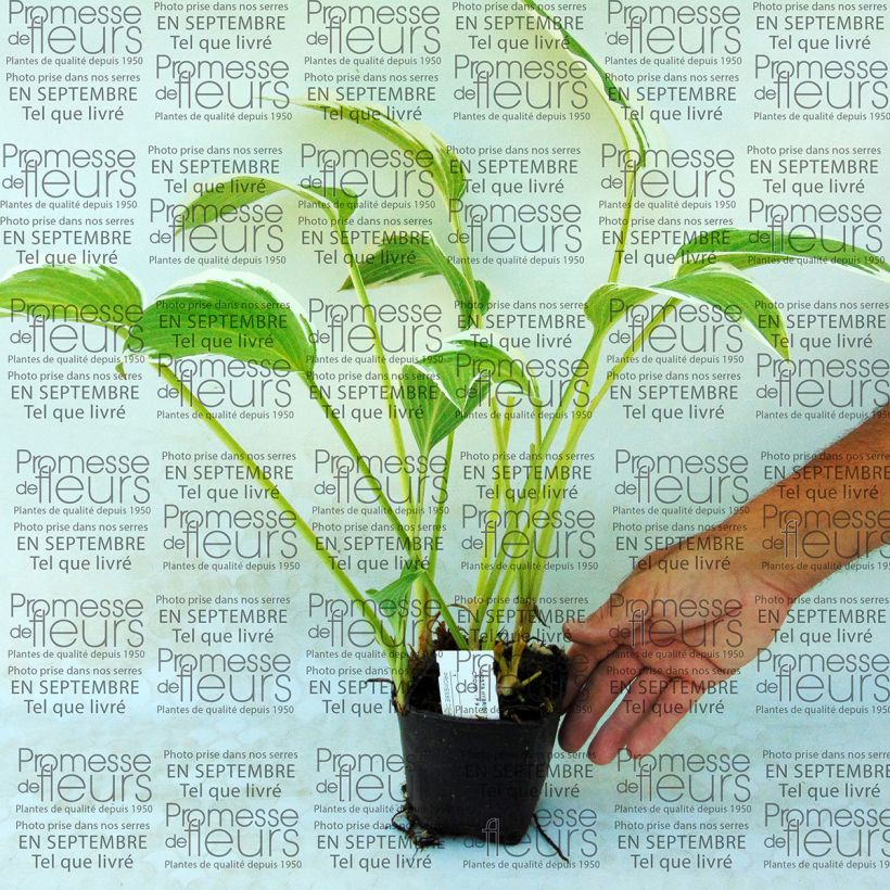 Exemplo de amostra de Hosta Silver Crown Vaso de 8/9 cm tal como entregue