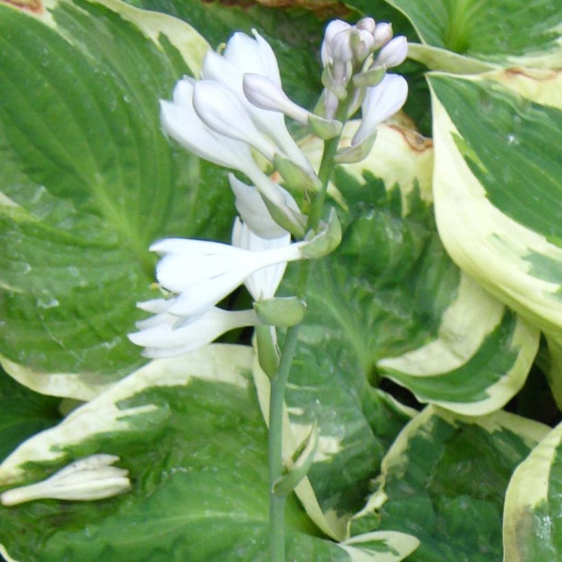 Hosta Snow Cap (Floração)