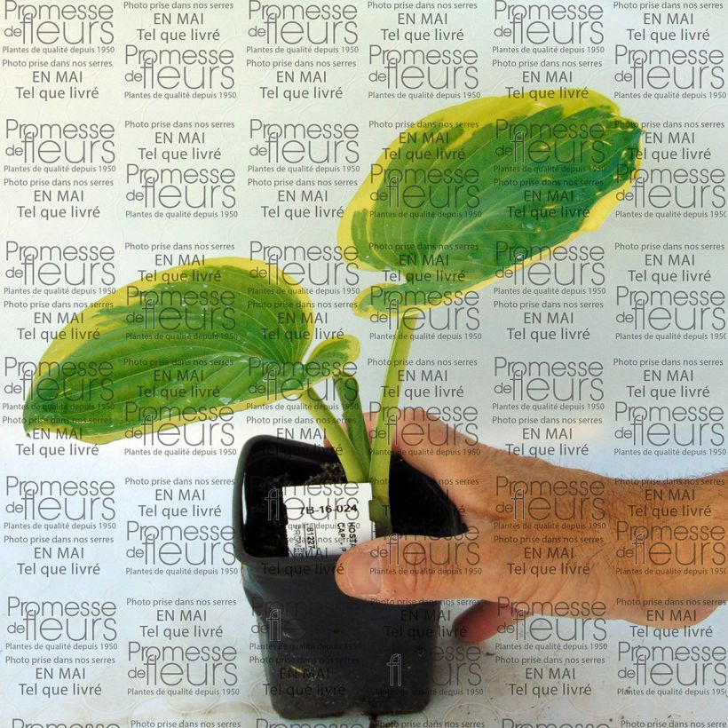 Exemplo de amostra de Hosta Snow Cap Vaso de 8/9 cm tal como entregue