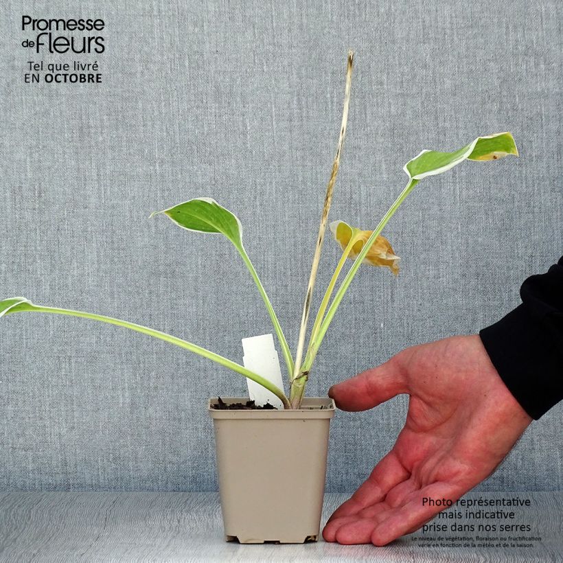 Amostra de Hosta So Sweet Vaso de 8/9 cm tal como entregue no outono