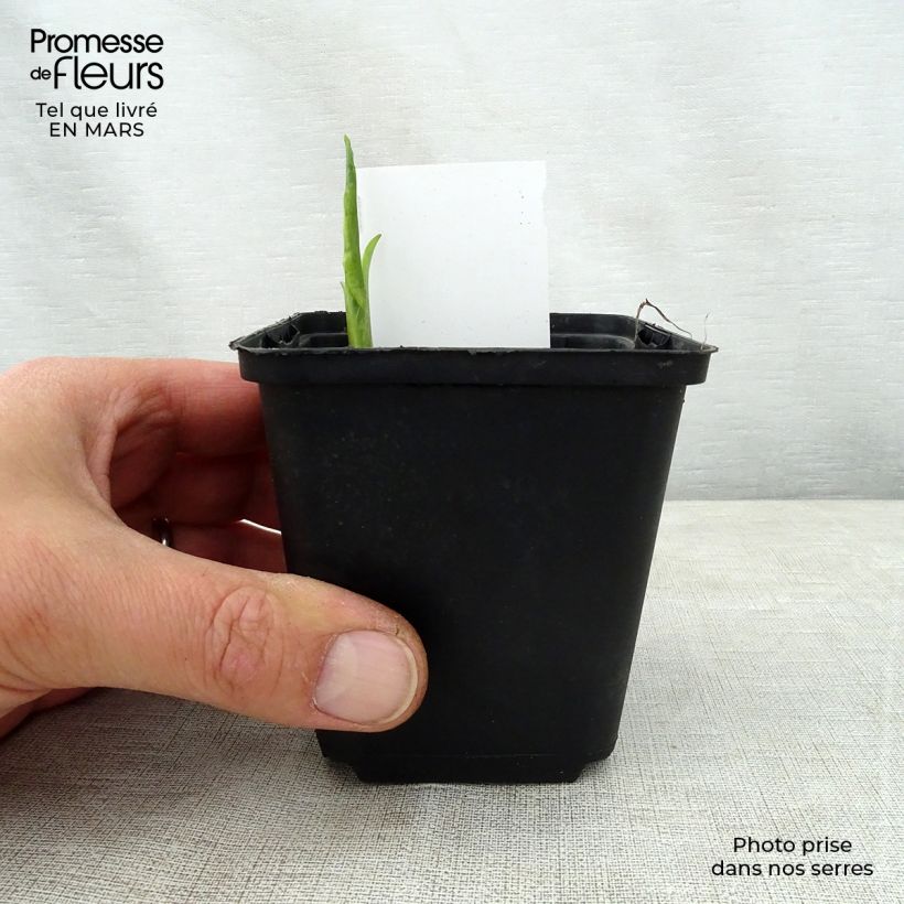 Amostra de Hosta So Sweet Vaso de 8/9 cm tal como entregue na primavera