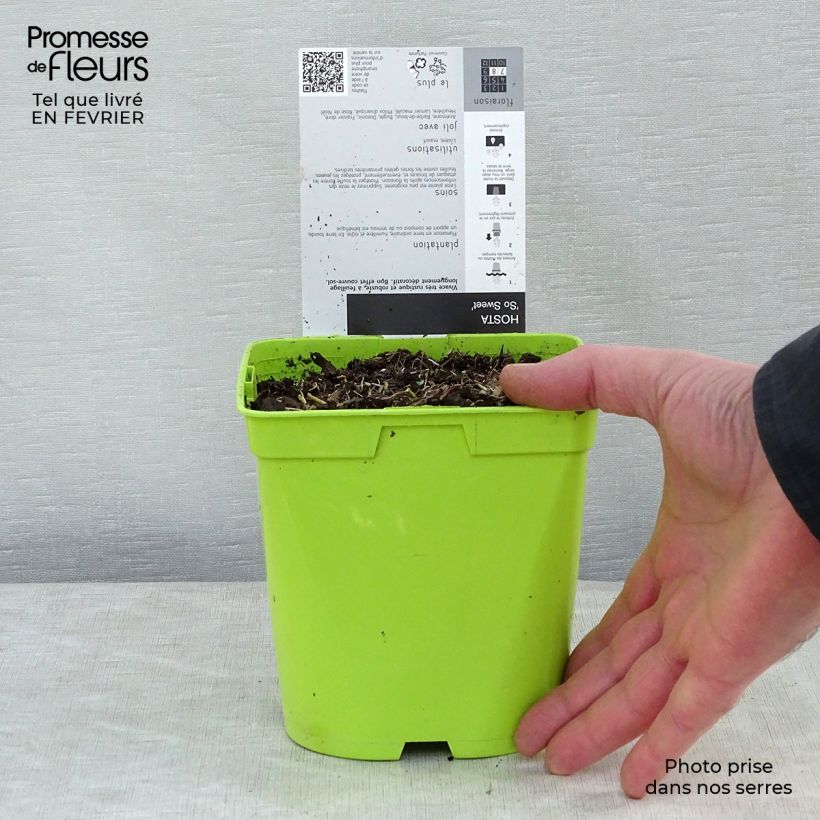 Amostra de Hosta So Sweet Vaso de 2 L/3 L tal como entregue no inverno