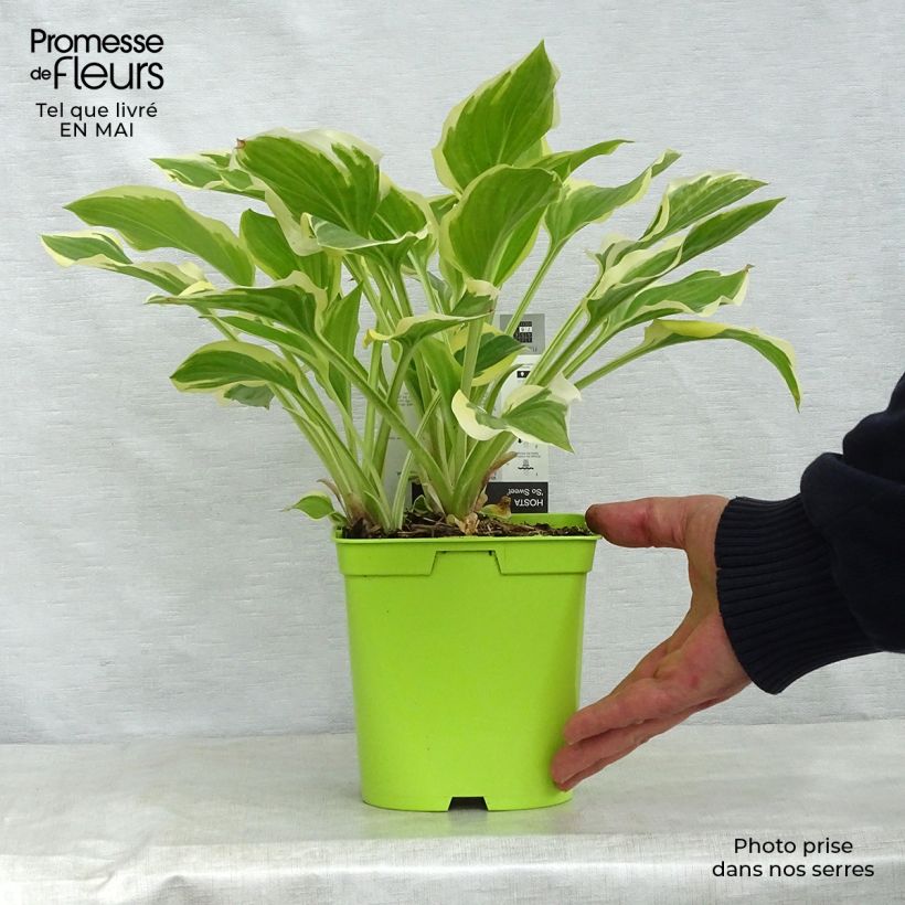 Amostra de Hosta So Sweet Vaso de 2 L/3 L tal como entregue na primavera