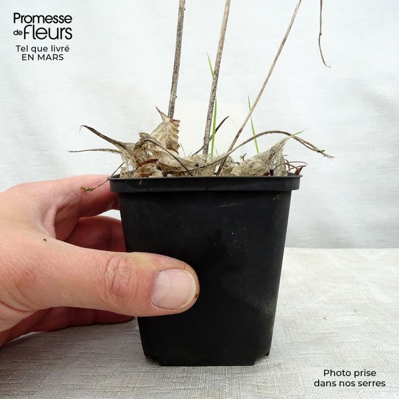 Amostra de Hosta Special Gift Godet de 8/9 cm tal como entregue na primavera