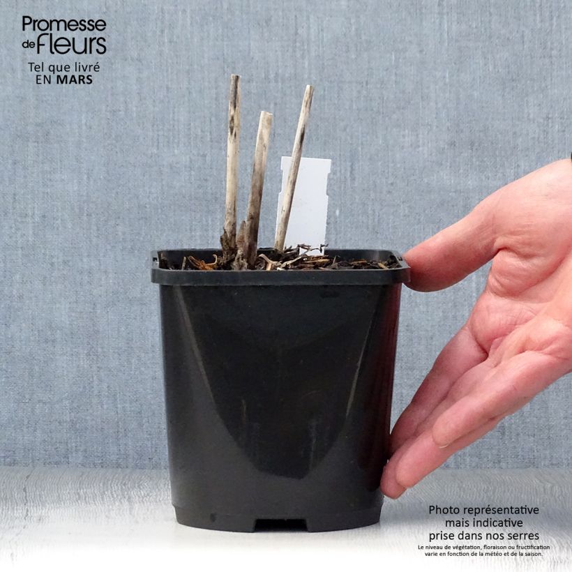 Amostra de Hosta Spritzer Vaso de 1,5 L/2 L tal como entregue na primavera