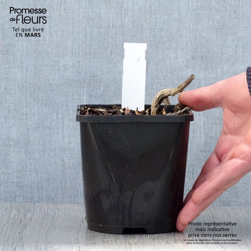 Amostra de Hosta Stand by Me Vaso de 1,5 L/2 L tal como entregue na primavera