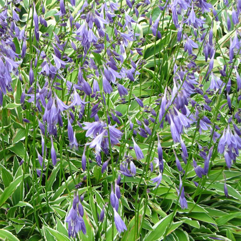 Hosta Stiletto (Floração)
