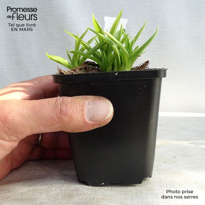 Amostra de Hosta Stiletto Vaso de 8/9 cm tal como entregue no inverno