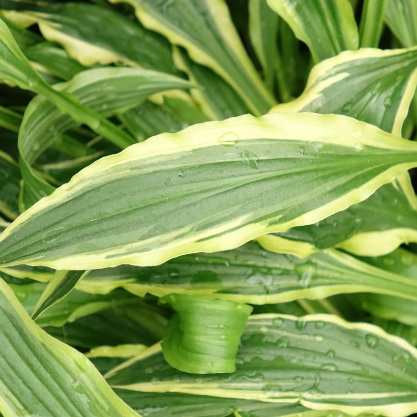 Hosta Stiletto (Folhagem)
