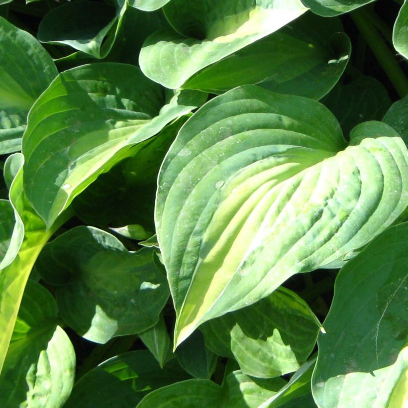 Hosta Striptease (Folhagem)