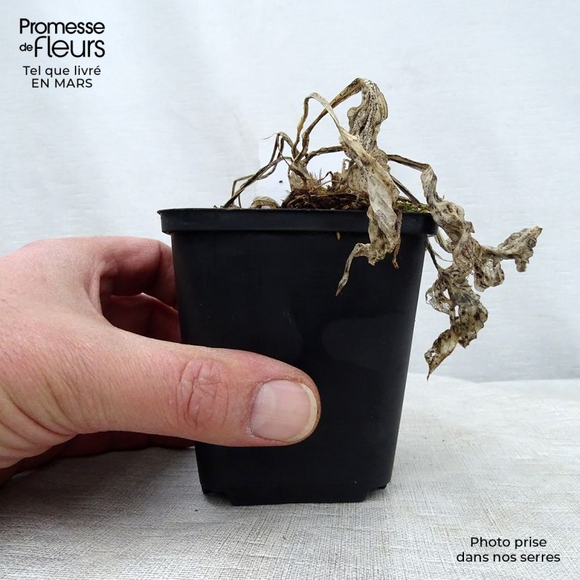 Amostra de Hosta Striptease Vaso de 8/9 cm tal como entregue na primavera