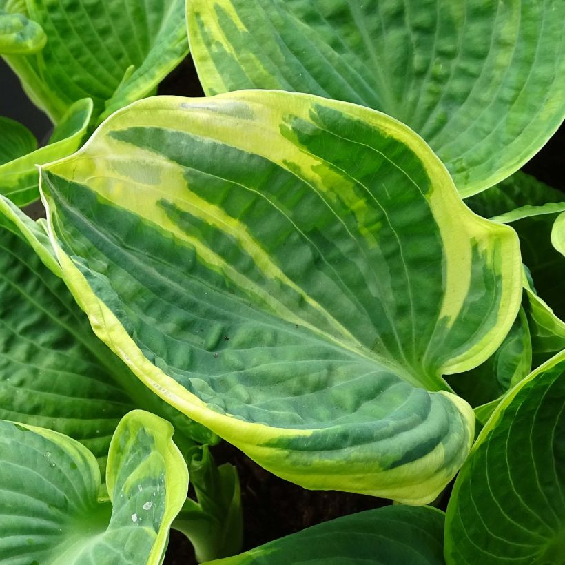 Hosta Sugar Daddy (Folhagem)
