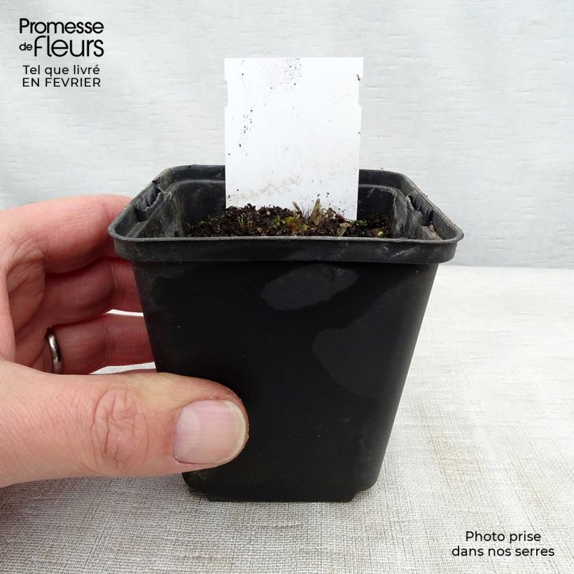 Amostra de Hosta Sugar Daddy Vaso de 8/9 cm tal como entregue no inverno