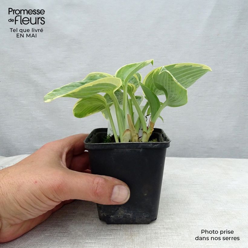 Amostra de Hosta Sugar Daddy Vaso de 8/9 cm tal como entregue na primavera